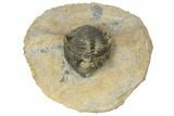 Metacanthina Trilobite - Lghaft, Morocco #191844-5